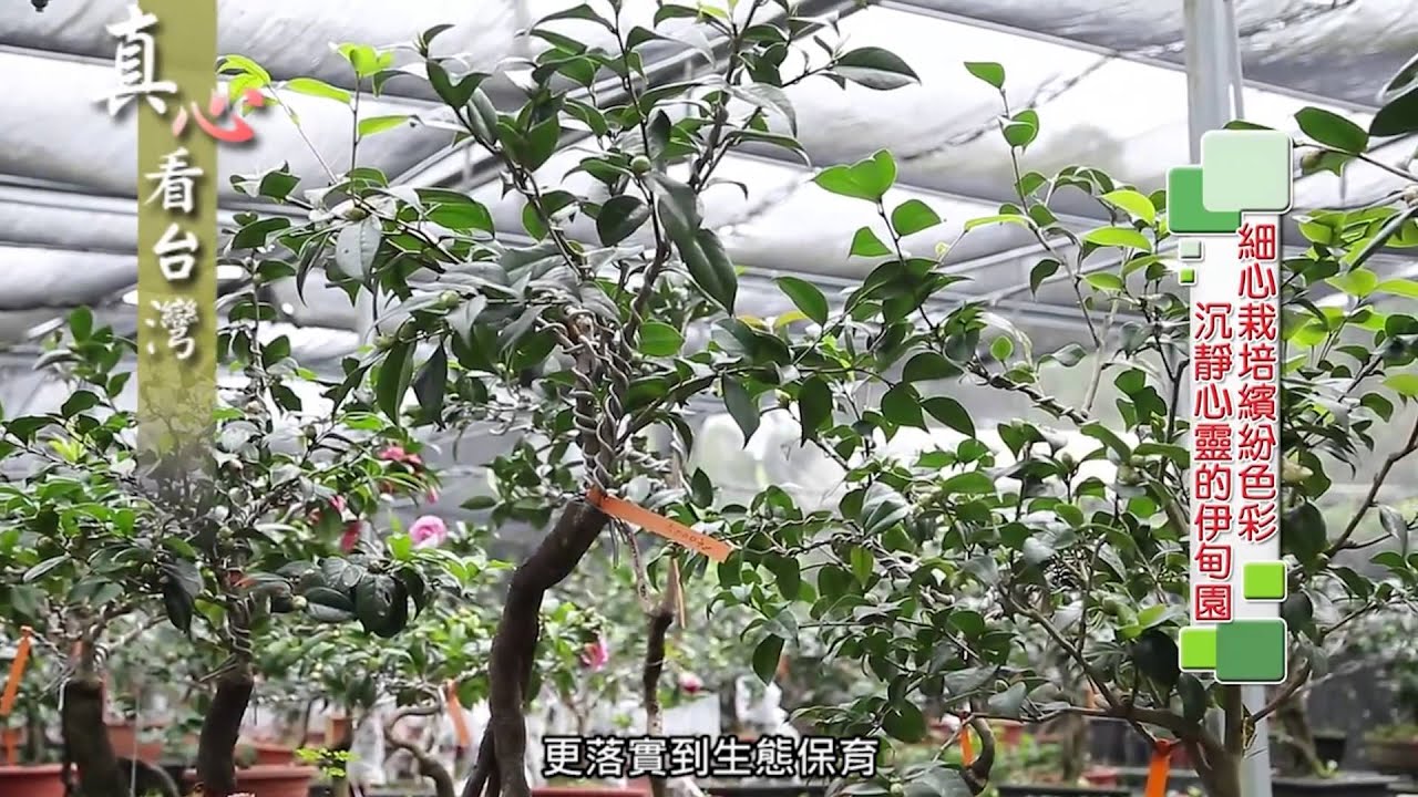 0103真心看台灣 湧椿茶花園