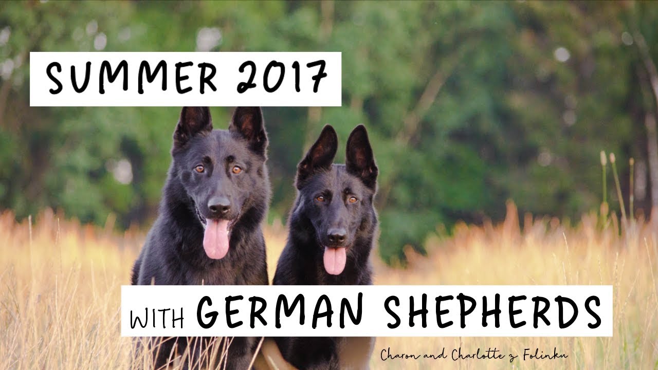 GERMAN SHEPHERDS; Cháron & Charlotte z Folinku, 25 months