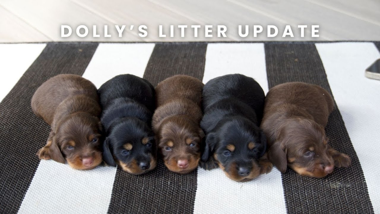 Dolly's Dapple Dachshund Puppies | Litter Update!