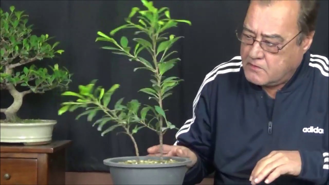 Como hacer un bonsai a partir de un esqueje