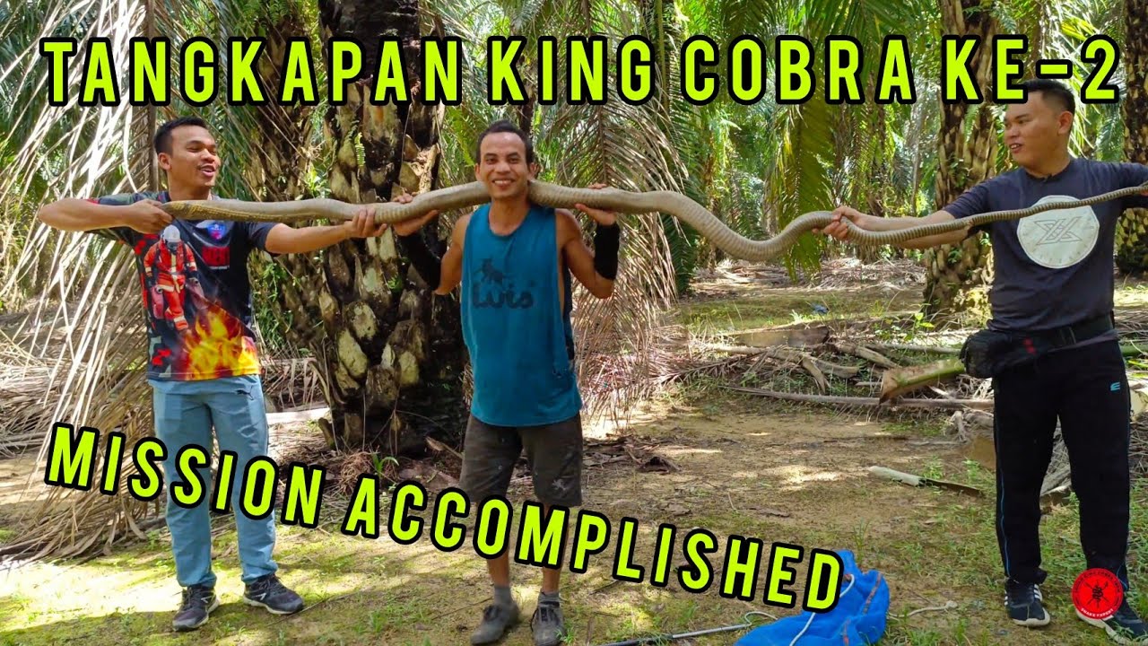 PART-2 | TANGKAP KING COBRA LADANG SAWIT INDO