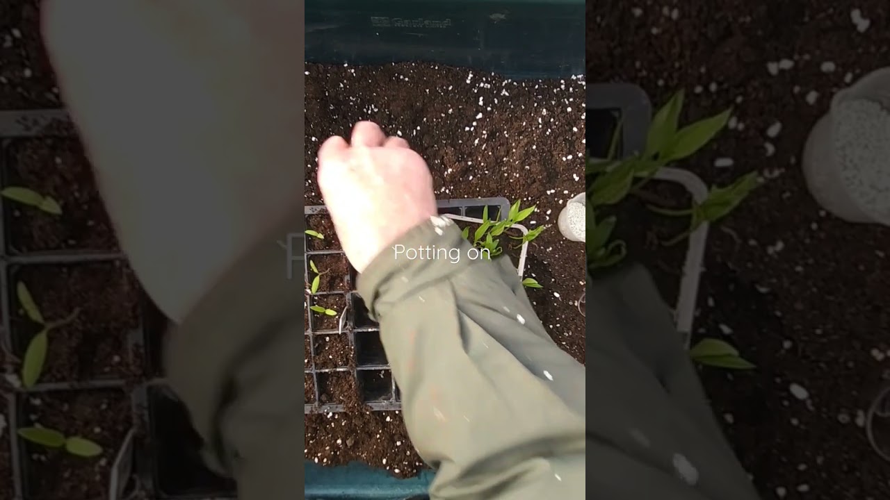 Potting on pepper Sweet Belle F1