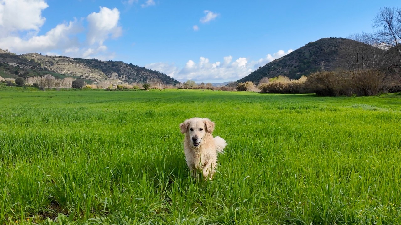 Golden Retriever ASMR Hike — Creek Splashing, “Fishing” & Nature Sounds