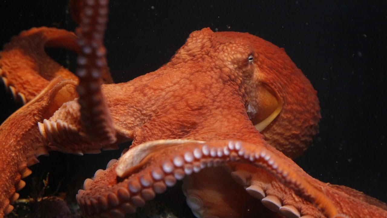 Telequarium: Giant Pacific Octopus, LIVE!