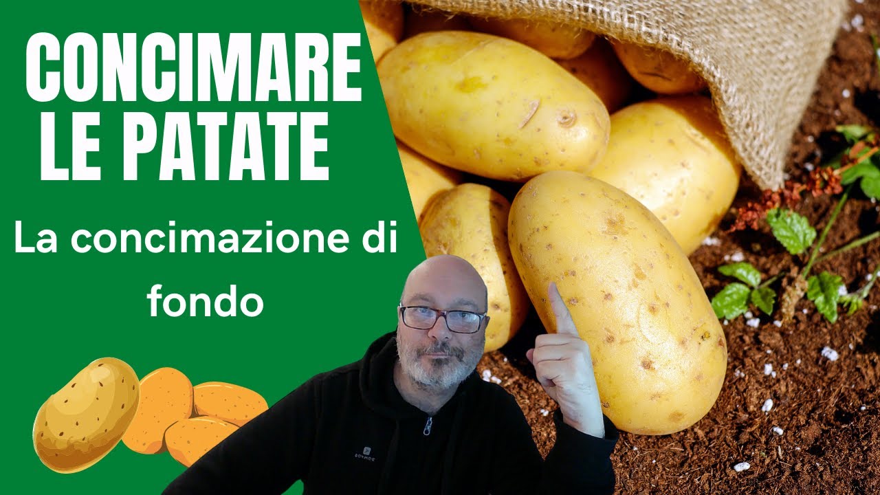 Coltivare patate: la concimazione di fondo
