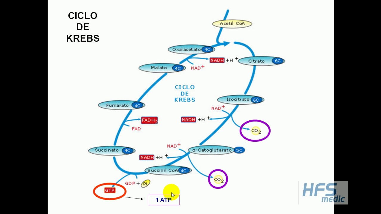 BIOQUIMICA DE LA MAQUINARIA AEROBICA Ciclo de Krebs y Cadena de Oxido Reducción