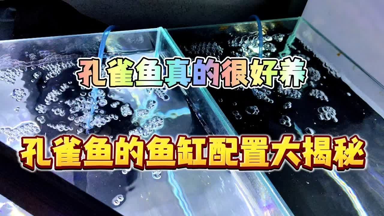 孔雀鱼真的很好养！孔雀鱼的鱼缸配置大揭秘！