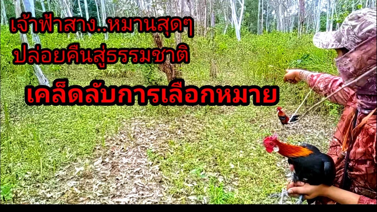 ต่อไก่ป่าล่าสุด ep40 #เจ้าฟ้าสางหมานสุดๆ ปล่อยคืนสู่ธรรมชาติ ต่อไก่เชิงอนุรักษ์ #ต่อไก่ป่า #วิถีคนดง