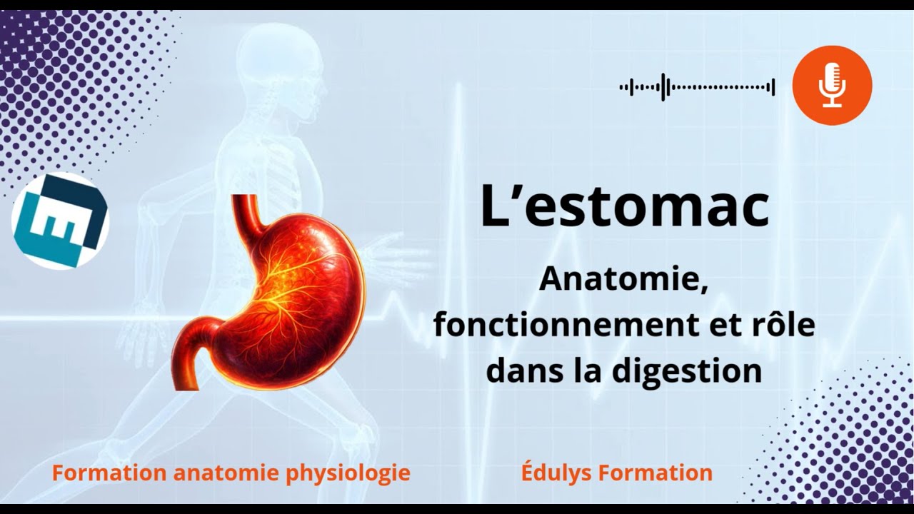 L'estomac - Anatomie, fonctionnement et rôle dans la digestion