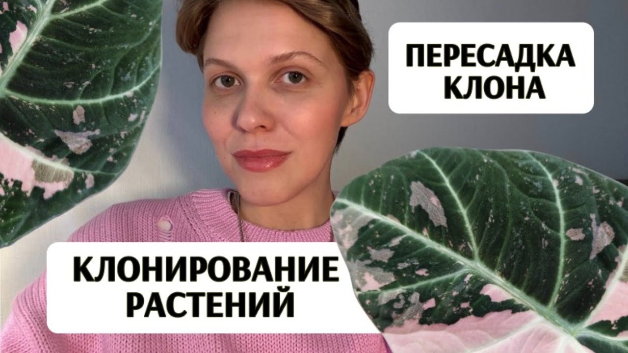 Как КЛОНИРУЮТ РАСТЕНИЯ | Пересадка КЛОНА АЛОКАЗИИ