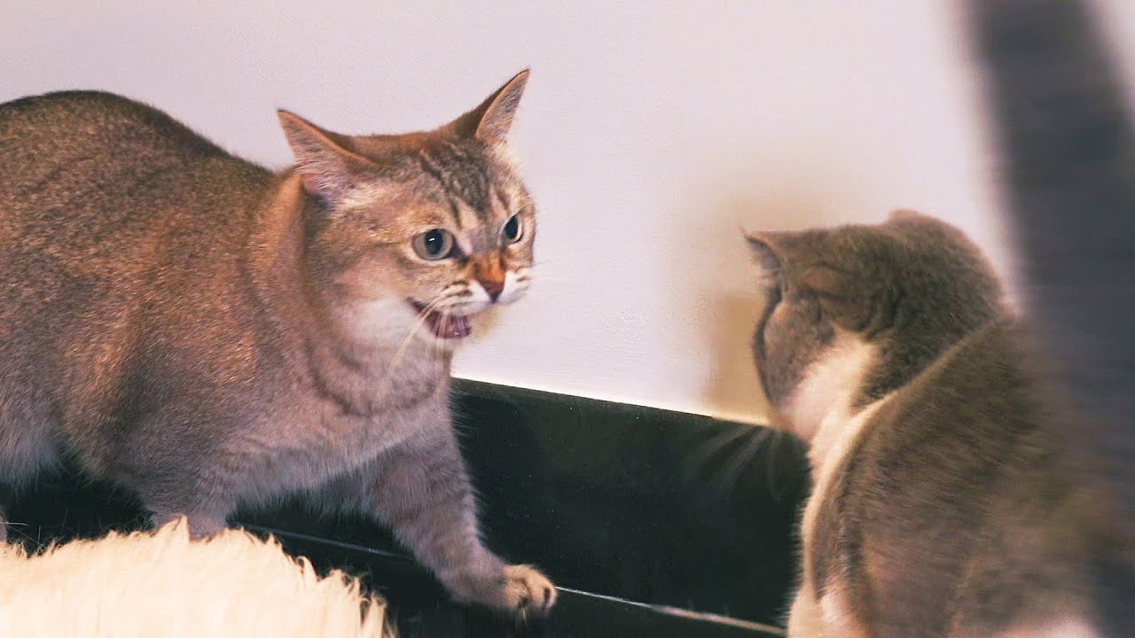 Alpha Cat Finally Accepting New Kitten?