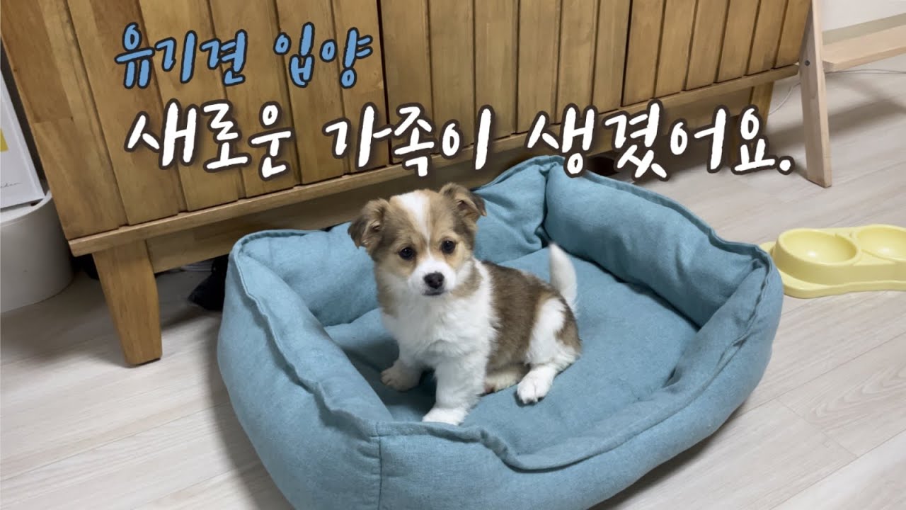 새로운 가족이 생겼어요!/유기견입양/포인핸드/시고르자브종(I have a new family!/mixed breed dog/abandoned dog/被遗弃的狗收养/遺棄犬養子縁組)