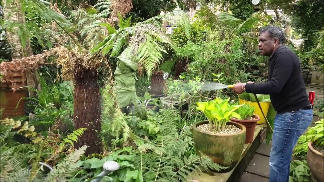 Aftercare And Unwrapping Of A Tree Fern