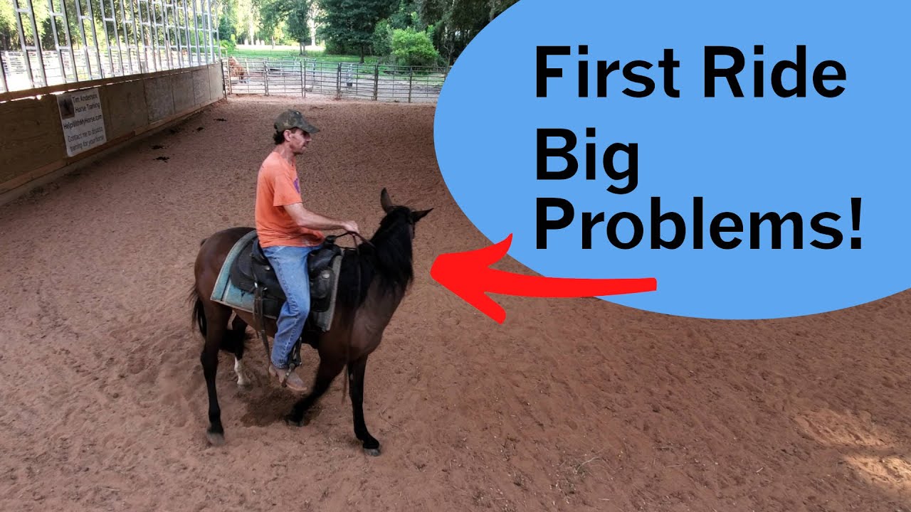1st Ride. Problems from too much ground work!