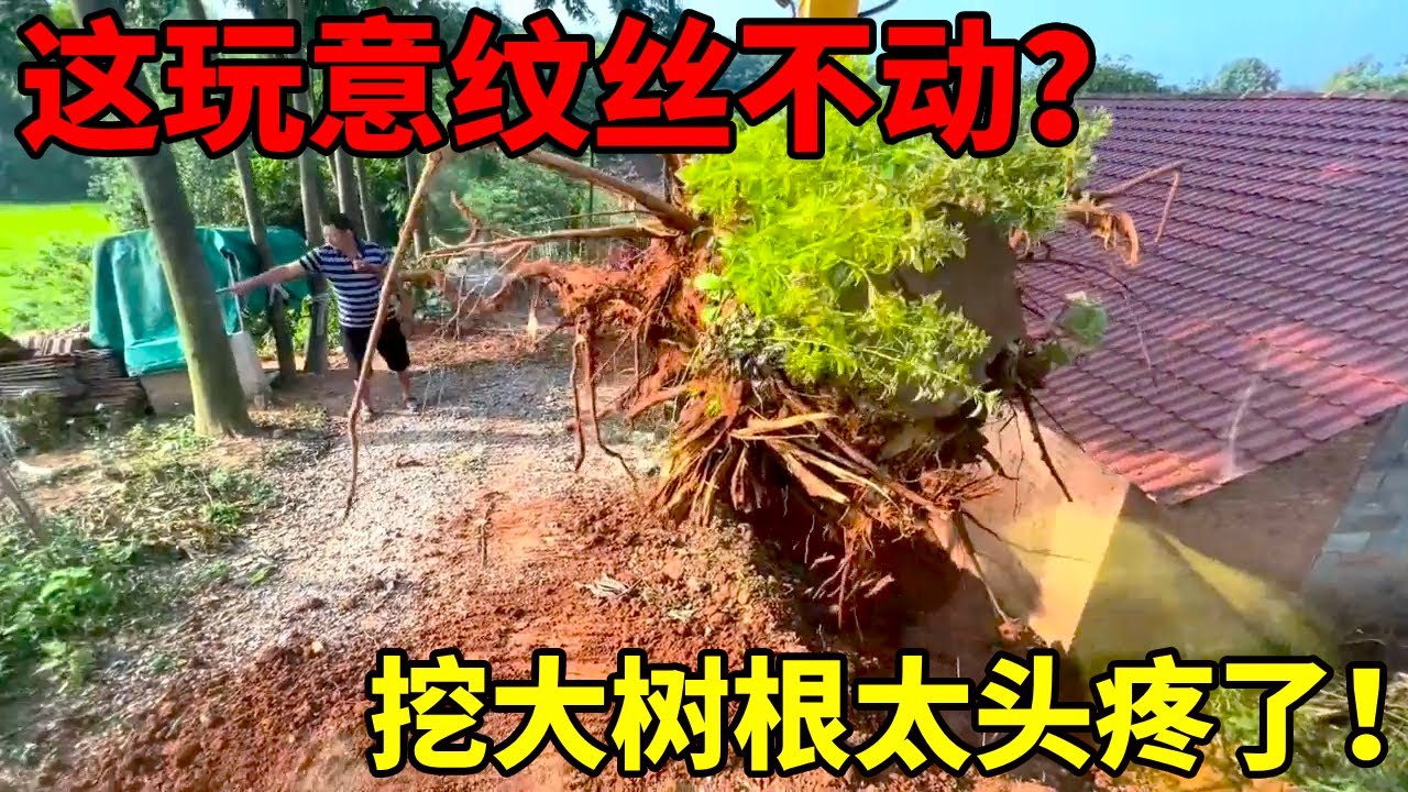 老树根纹丝不动？长得位置很刁钻太难挖了！
