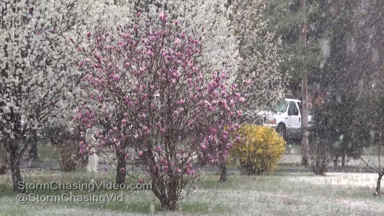 Big, Heavy Wet Snowflakes in Southern IL - 3/20/2016