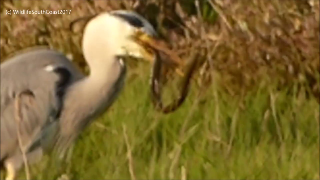 Heron Catching Eels Lepe Beach, Hampshire - 22 April 2017