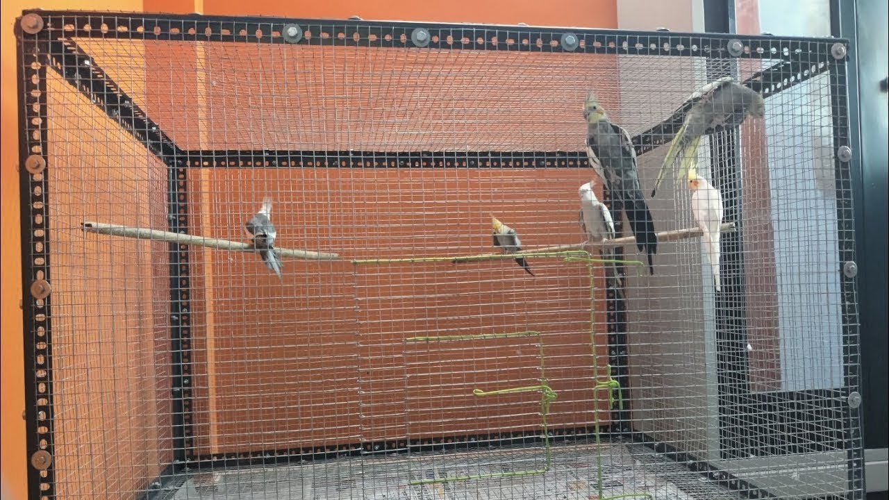 How to Build a Birds Cage Easy & Budged Friendly ￼