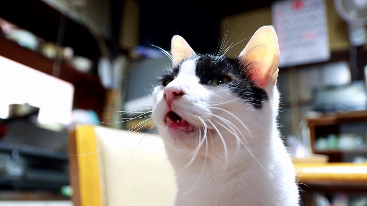 おねだりちび　201011