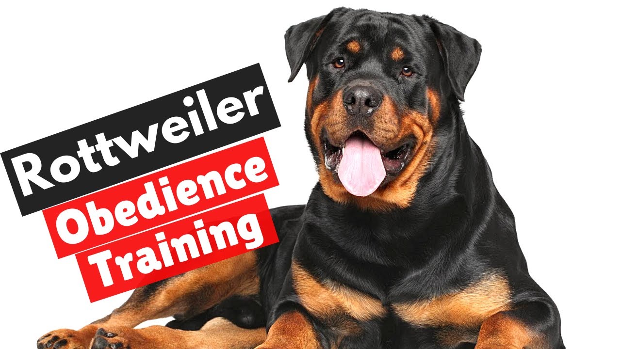 Rottweiler Obedience Training: Complete Step-by-Step Tutorial