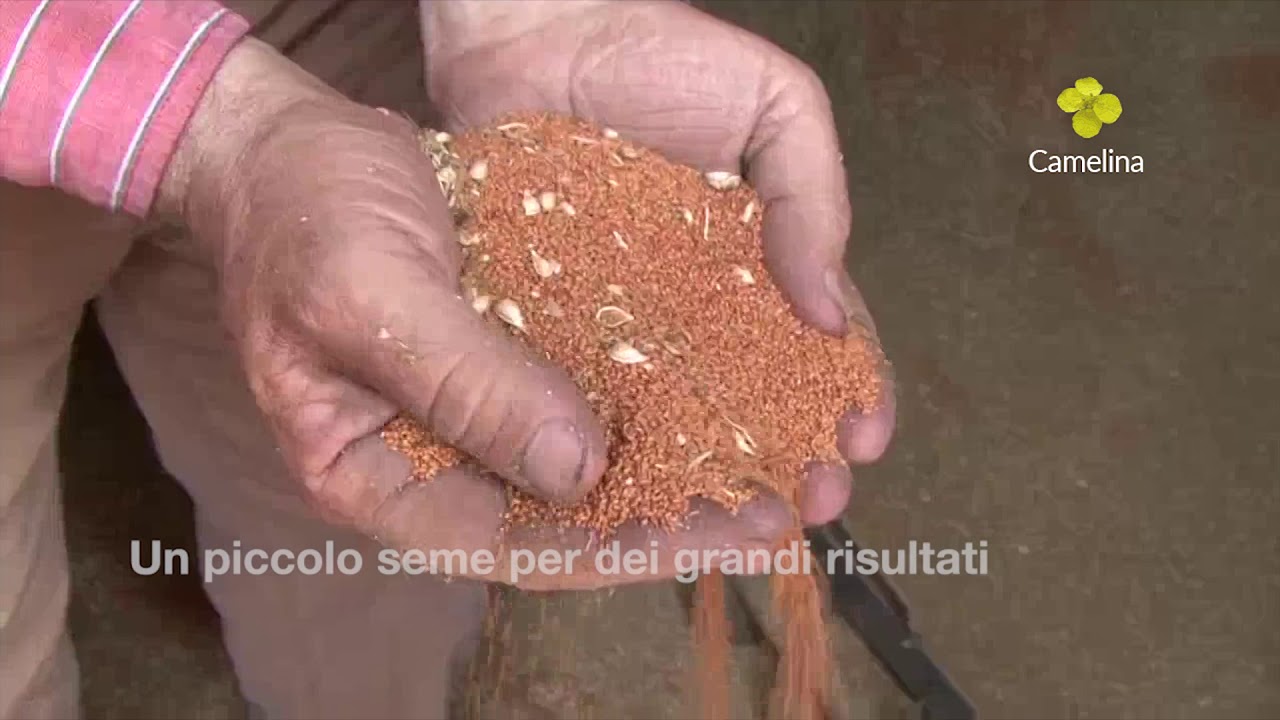 Camelina sativa - un piccolo seme dai grandi risultati - IT