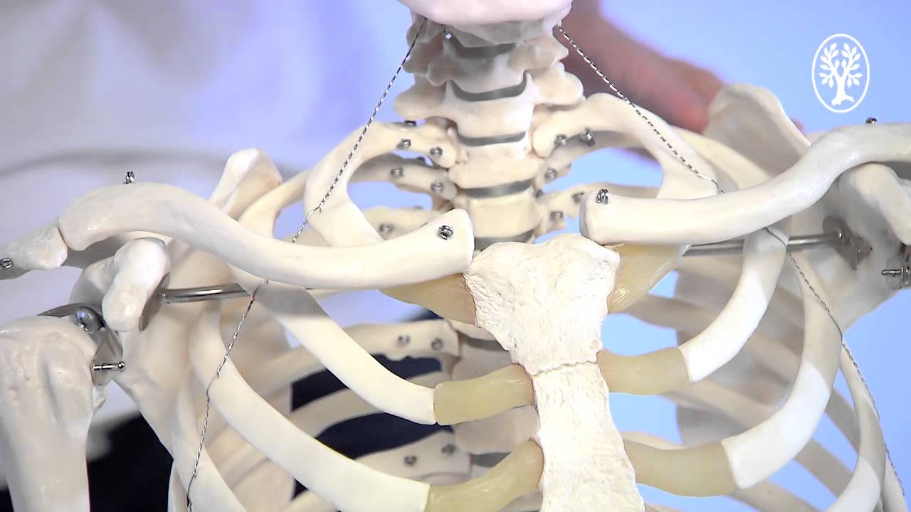 Manuelle Therapie am Sternoklavikulargelenk