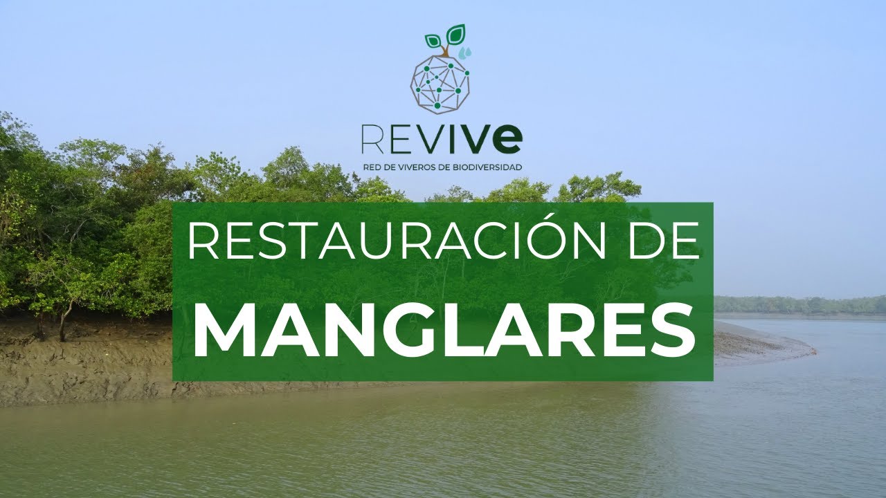Restauración de MANGLARES y otros humedales