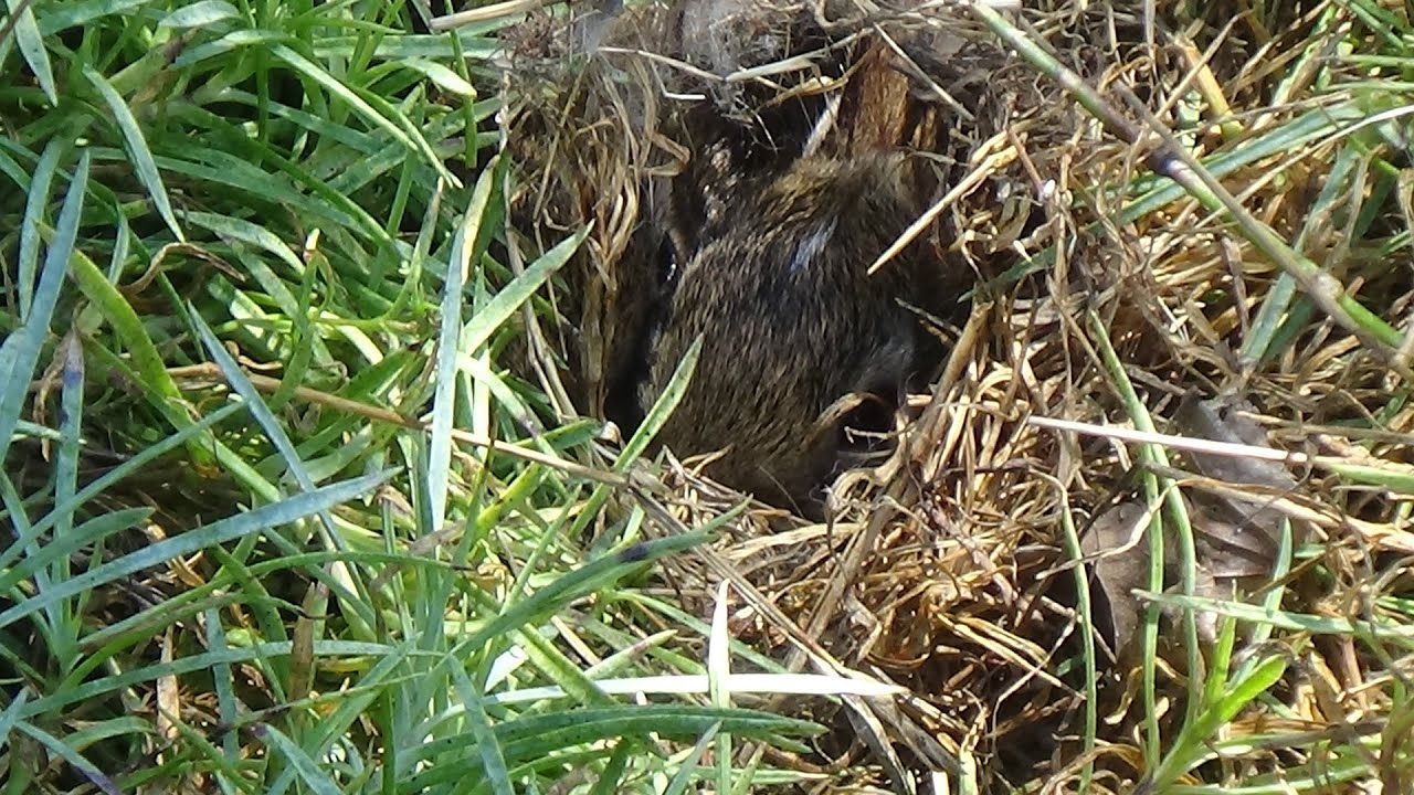 Breakfast Time in East Garden