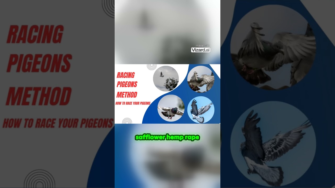 racing pigeons tips for 400 Miles races