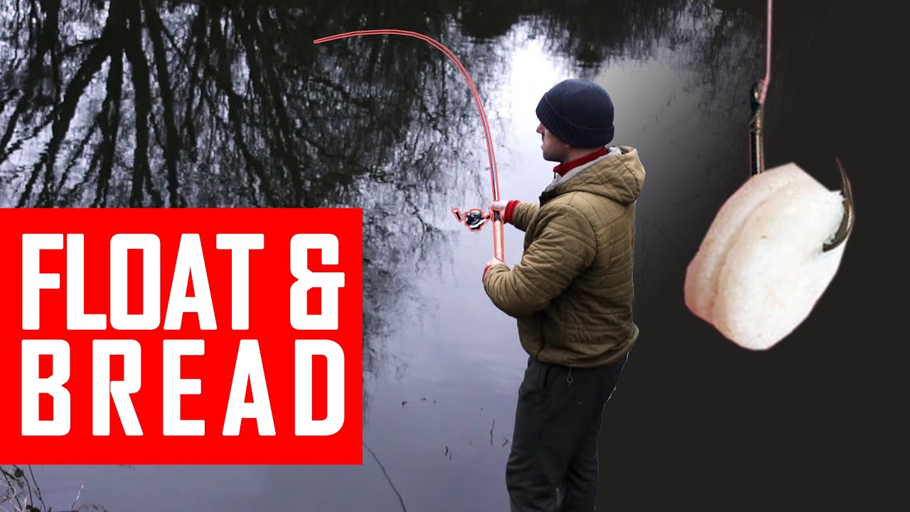 Stacking river fish on basic float and bread tactics. Trent Roach Chub Bream fishing on waggler