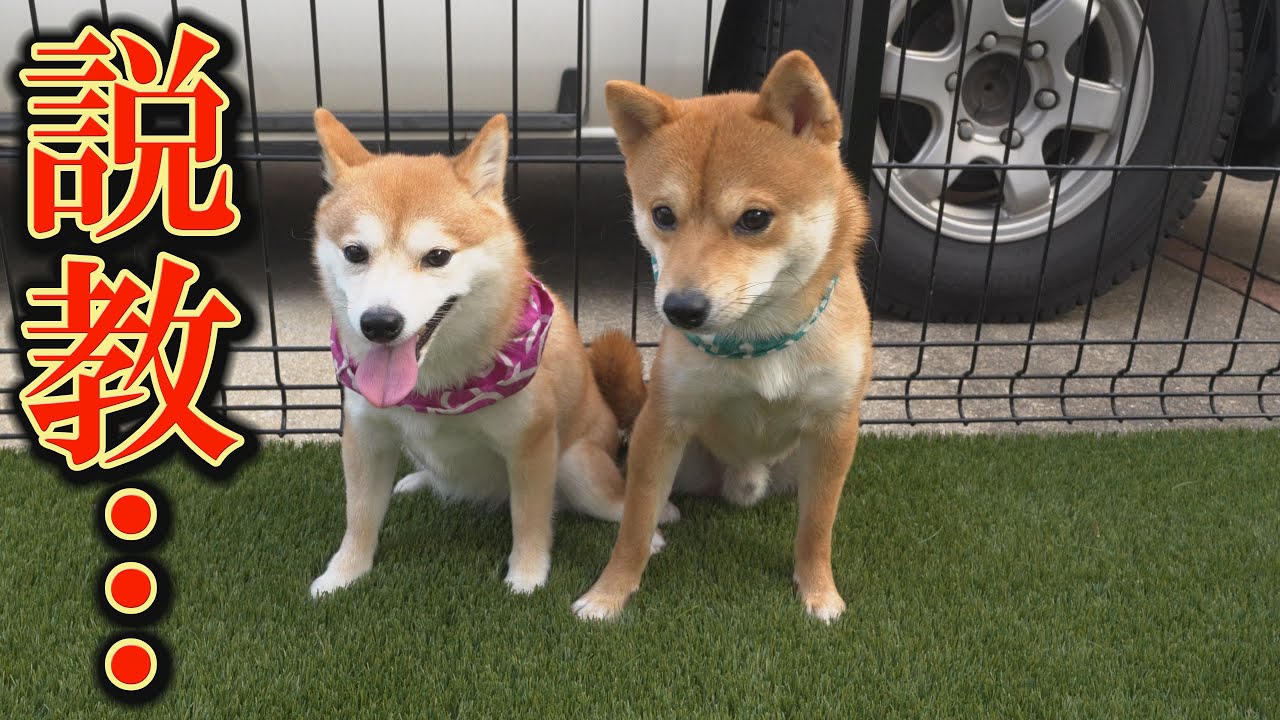 危険行動を叱ると、「落ち着いて！」と飼い主をなだめてくる柴犬が可愛すぎました。