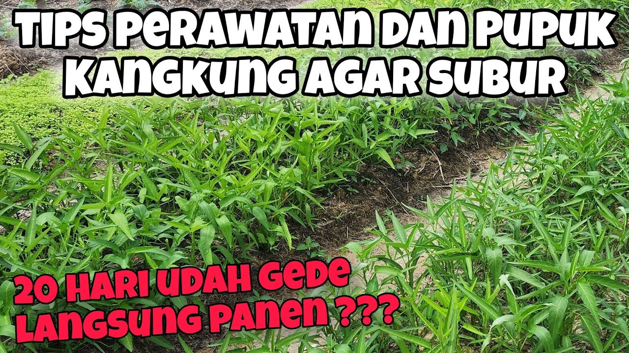 20 HARI PANEN ⁉️ CARA MENANAM KANGKUNG CABUT DAN PUPUK KANGKUNG AGAR SUBUR