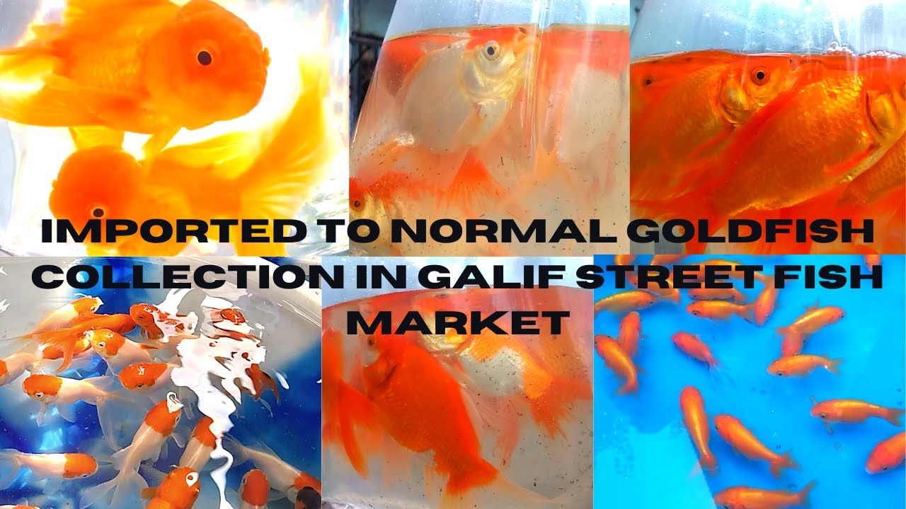 GALIF STREET IMPORTED TO NORMAL GOLDFISH COLLECTION PRICE | FISH PRICE IN GALIF STREET FISH MARKET