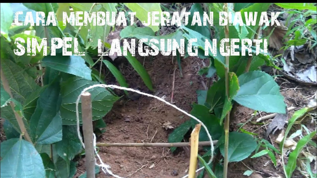 cara membuat jeratan biawak simpel no gagal