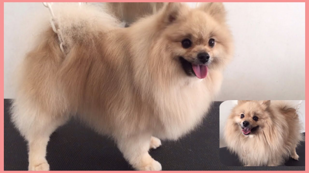 Spitz pet grooming(Toilettage Spitz)