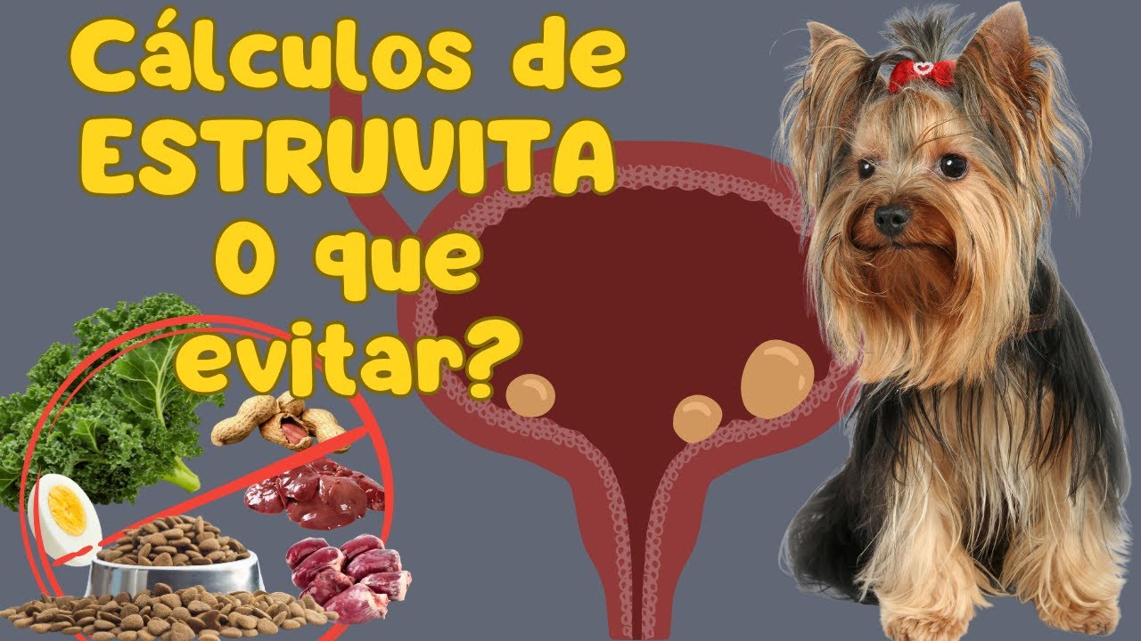 Cálculo de estruvita na bexiga do cão - o que ele não pode comer? #calculorenal #doençarenalpet