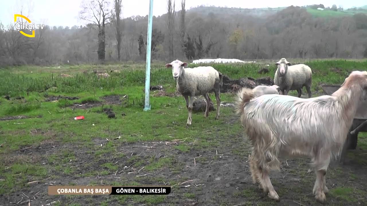 ÇOBANLA BAŞ BAŞA/GÖNEN-BALIKESİR