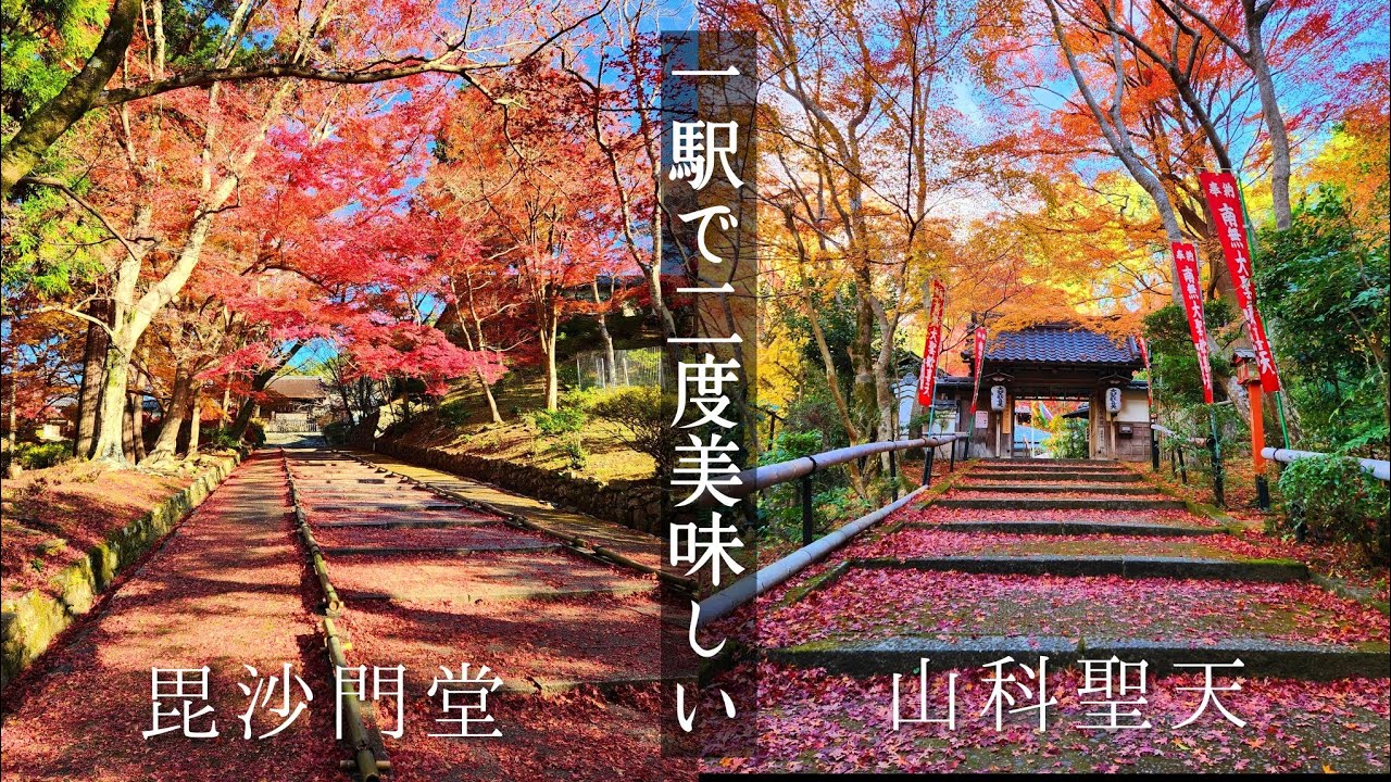 🍁京都紅葉🍁散りかけてからが美しい！敷もみじの二大共演・毘沙門堂&山科聖天　Kyoto,autumn leaves