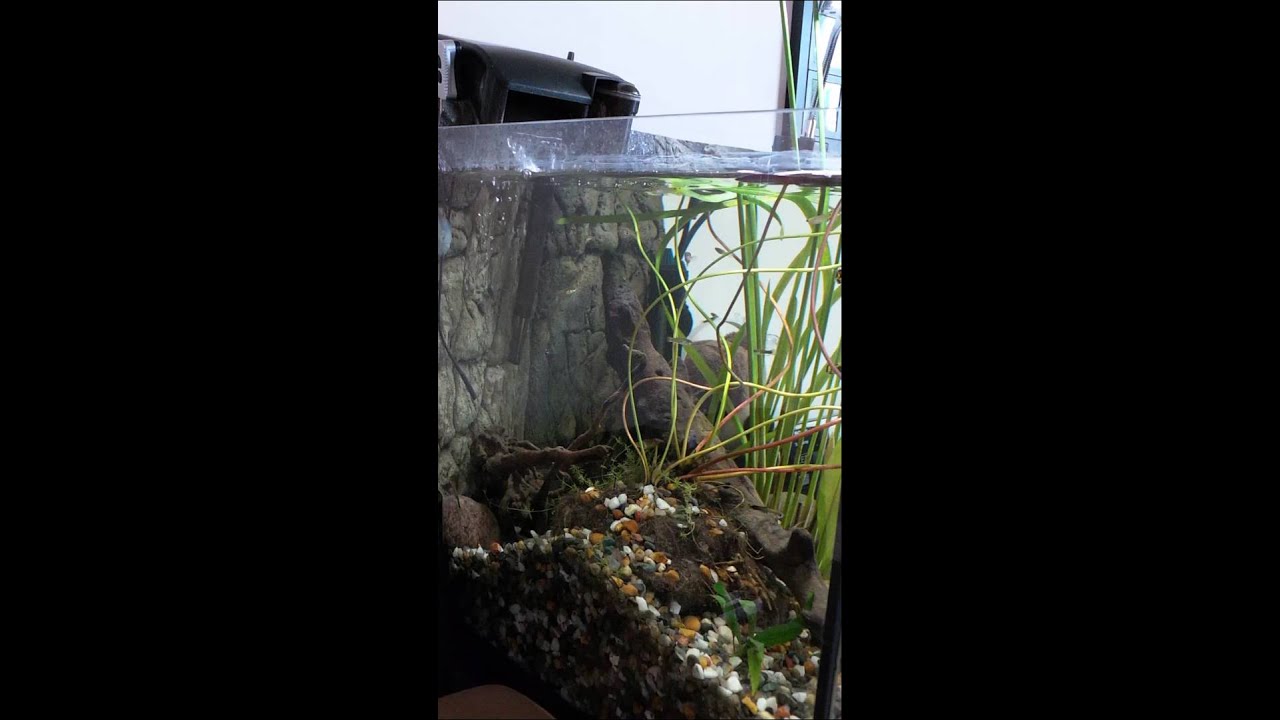 Nano 43 litres guppy tank with 3D thin background