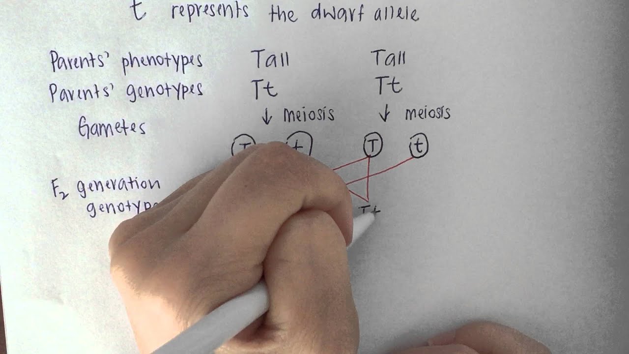 CCSS Biology Video on Genetic Diagram Part 2