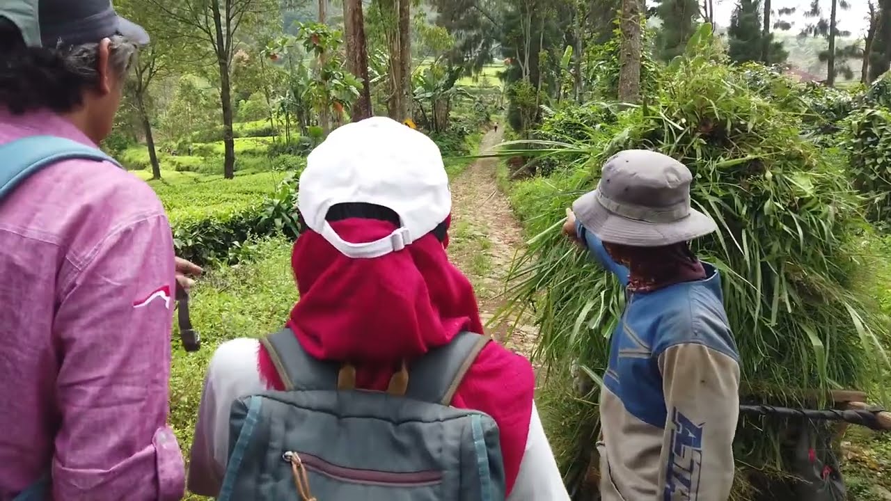 Mendaki ke Puncak Besar Malabar via Cinyiruan part 1 - Ngeri sama Macan