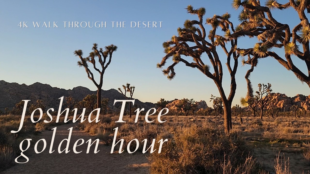 Joshua Tree golden hour: 30 minute nature walk | 4K 60fps
