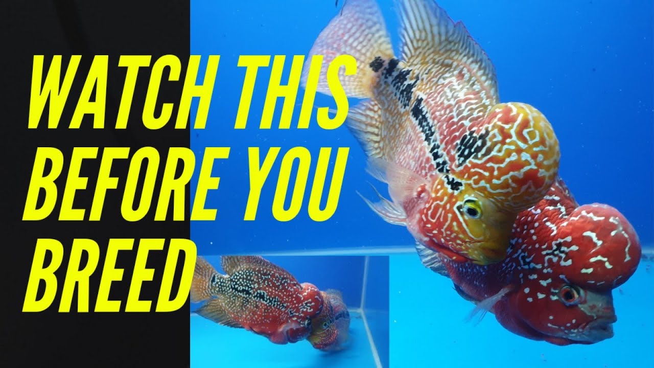 TIPS BEFORE BREEDING FLOWERHORN