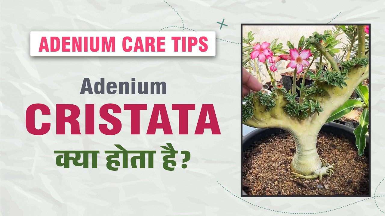 Что такое Adenium Cristata? Очень небольшая коллекция растений рода Adenium Cristata.