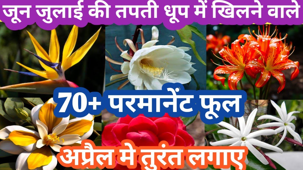 April मे लगाए जून जुलाई की तपती धूप मे फूल देने वाले 70+ परमानेंट पोधे Parmanent Flowering Plant