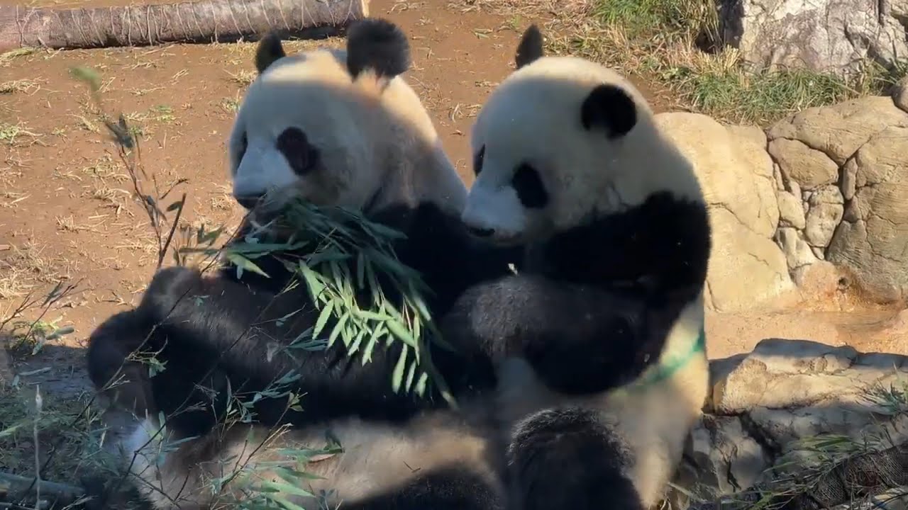 ママにギューするシャオくんがかわいい♪【未公開編】【上野動物園】ジャイアントパンダ