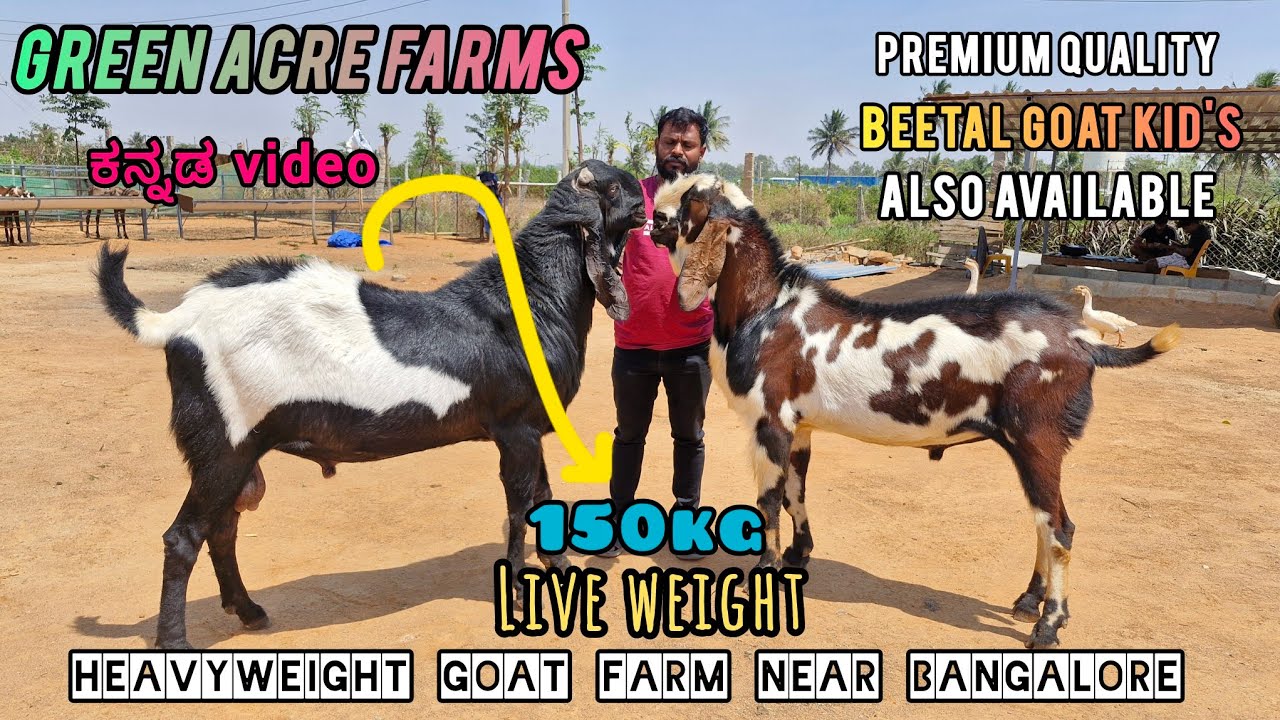 Green Acre Farms 99028 24548 Biggest Beetal Goat Farm Near Bangalore