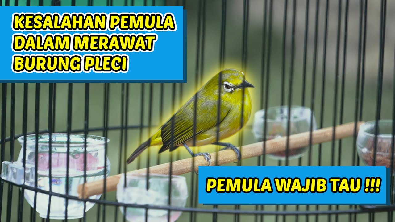 KESALAHAN - KESALAHAN DALAM PERAWATAN BURUNG PLECI ‼‼