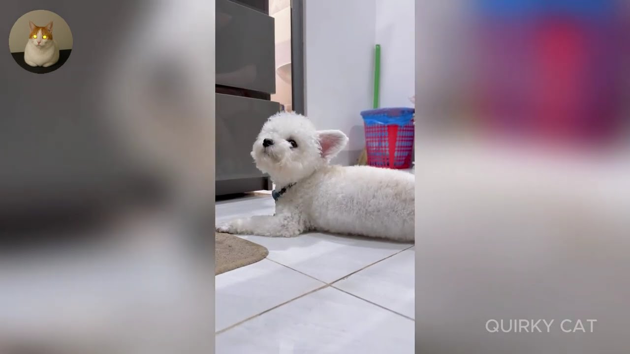 Funny ANIMALS videos 😂 | Funniest Cats and Dogs 2025 🐶😼 Part 44