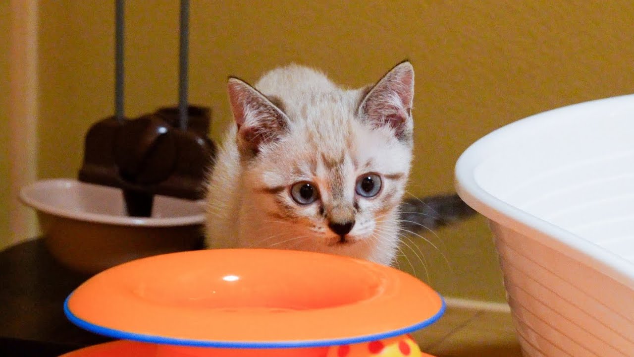 😻🍼Реакция котенка, впервые встретившего взрослую кошку | КИНАКО ВАРАБИ